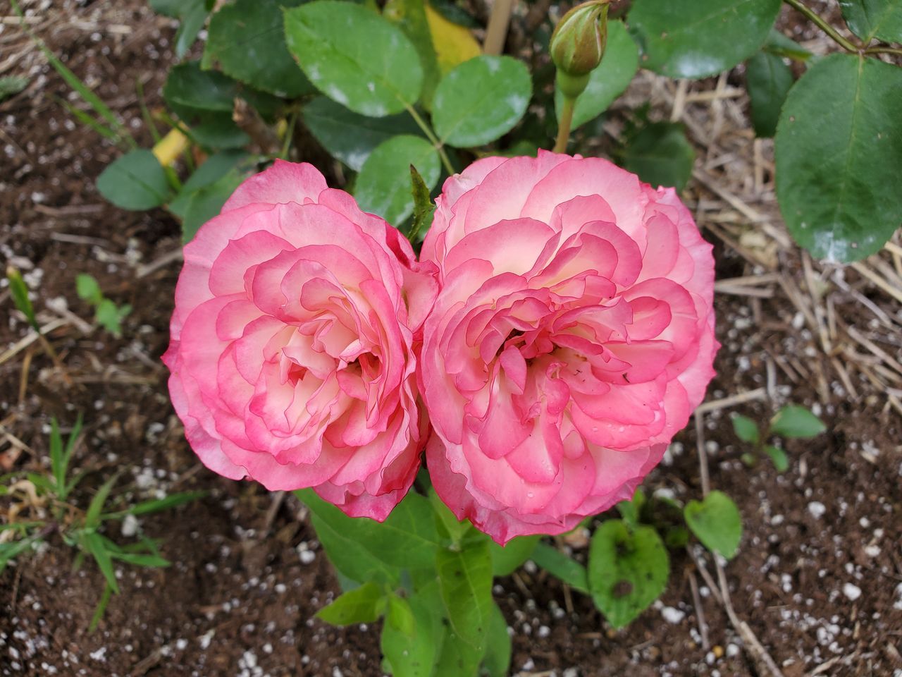 CLOSE-UP OF PINK ROSE FLOWER