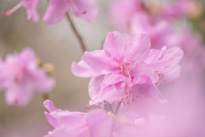 Close-up of pink cherry blossom
