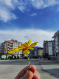 Close-up of hand holding yellow flowering plant against sky