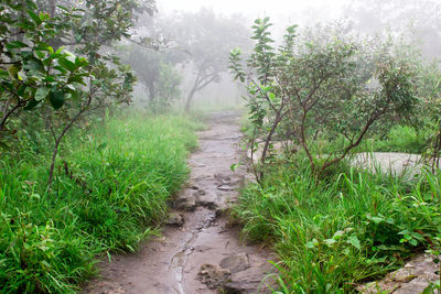 Footpath amidst trees and plants