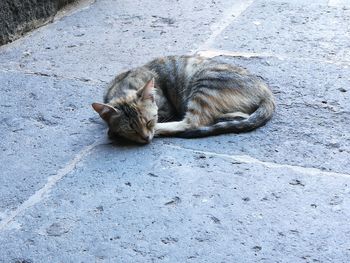 High angle view of cat sleeping