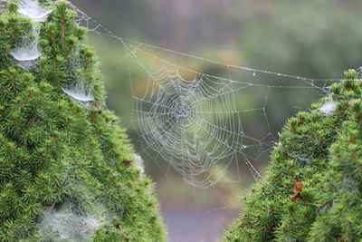 spider web