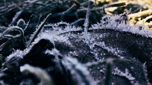 Close-up of snow on plants