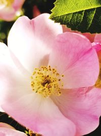 Close-up of pink flower blooming outdoors