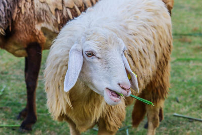 Close-up of a horse on field