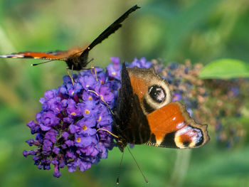 Close-up of butterfly on purple flower