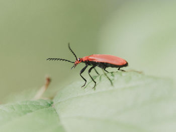 Close-up of insect