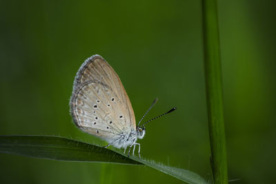 Butterfly on leaf