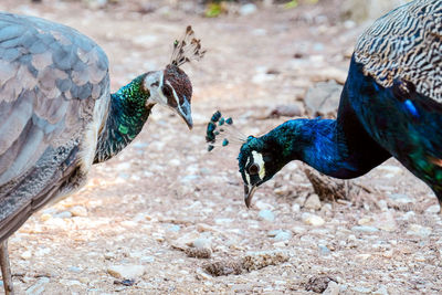 Peacock and peahen roaming near the dead sean on lokrum island, mrtvo more, dubrovnik, croatia