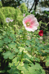 Close-up of pink flower