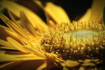 Macro shot of daisy flower