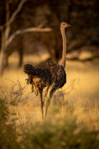 Female common ostrich stands in grassy clearing