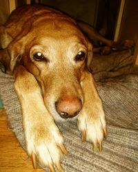 High angle portrait of dog relaxing on hardwood floor