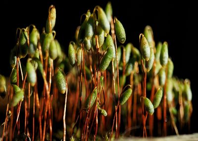 Close-up of green leaves