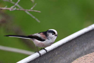 Close-up of bird perching outdoors