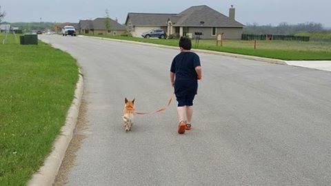 full length, rear view, one animal, walking, animal themes, domestic animals, street, road, dog, lifestyles, the way forward, pets, building exterior, grass, casual clothing, childhood, leisure activity, transportation