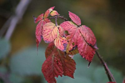 Close-up of maple leaf during autumn