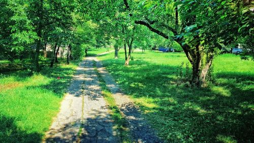 Narrow walkway along trees in park