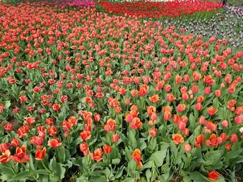 Red tulips in field