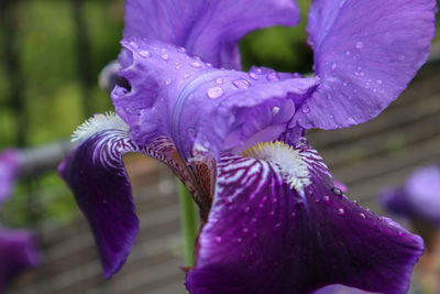 Close-up of purple iris flower