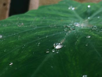 High angle view of raindrops on leaves