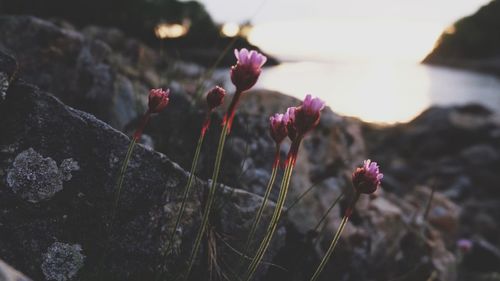 Close-up of pink flower