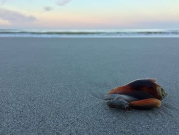 Close-up of seashell on sandy beach at sunset