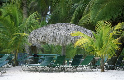 Lounge chairs and sunshade against palm tree
