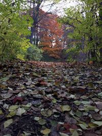 Full frame shot of trees during autumn