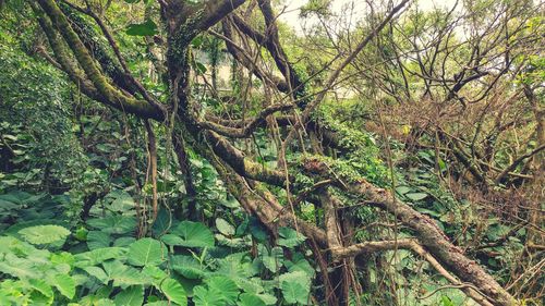 Trees growing in a park