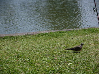 High angle view of bird on beach