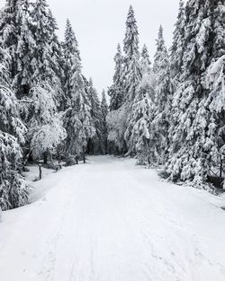 Pine trees on snow covered land against sky