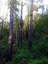 Trees in forest