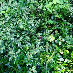 Full frame shot of plants