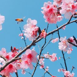 Close-up of pink cherry blossoms against sky