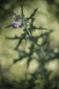 Close-up of purple flower