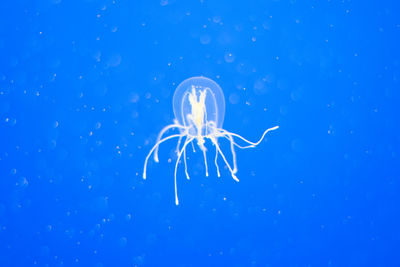 Close-up of jellyfish swimming in sea