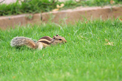 View of squirrel on grass