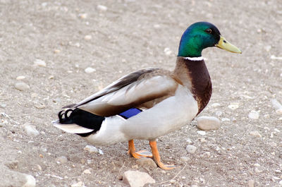 Side view of a duck