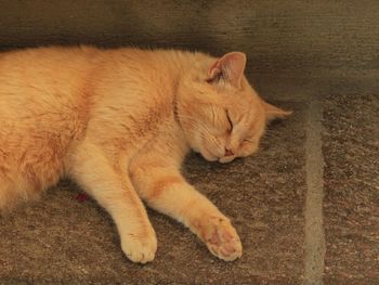 High angle view of cat sleeping