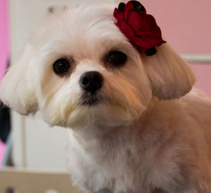 Close-up portrait of a dog