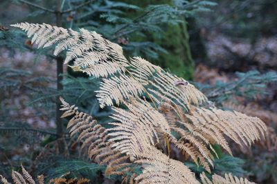 Close-up of fern leaves