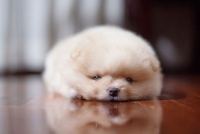 Portrait of cute puppy relaxing on floor at home