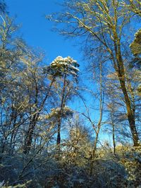 Low angle view of trees against sky