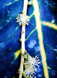 Close-up of flowers against water