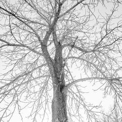 Low angle view of bare tree against sky