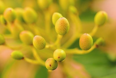 Close-up of flower buds