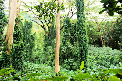 Trees growing in park