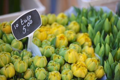 Various tulips for sale in market
