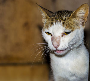 Close-up portrait of cat